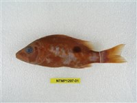 藏品(黑星笛鯛)的圖片